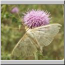 Pleuroptya ruralis - Nesselzuensler 01.jpg